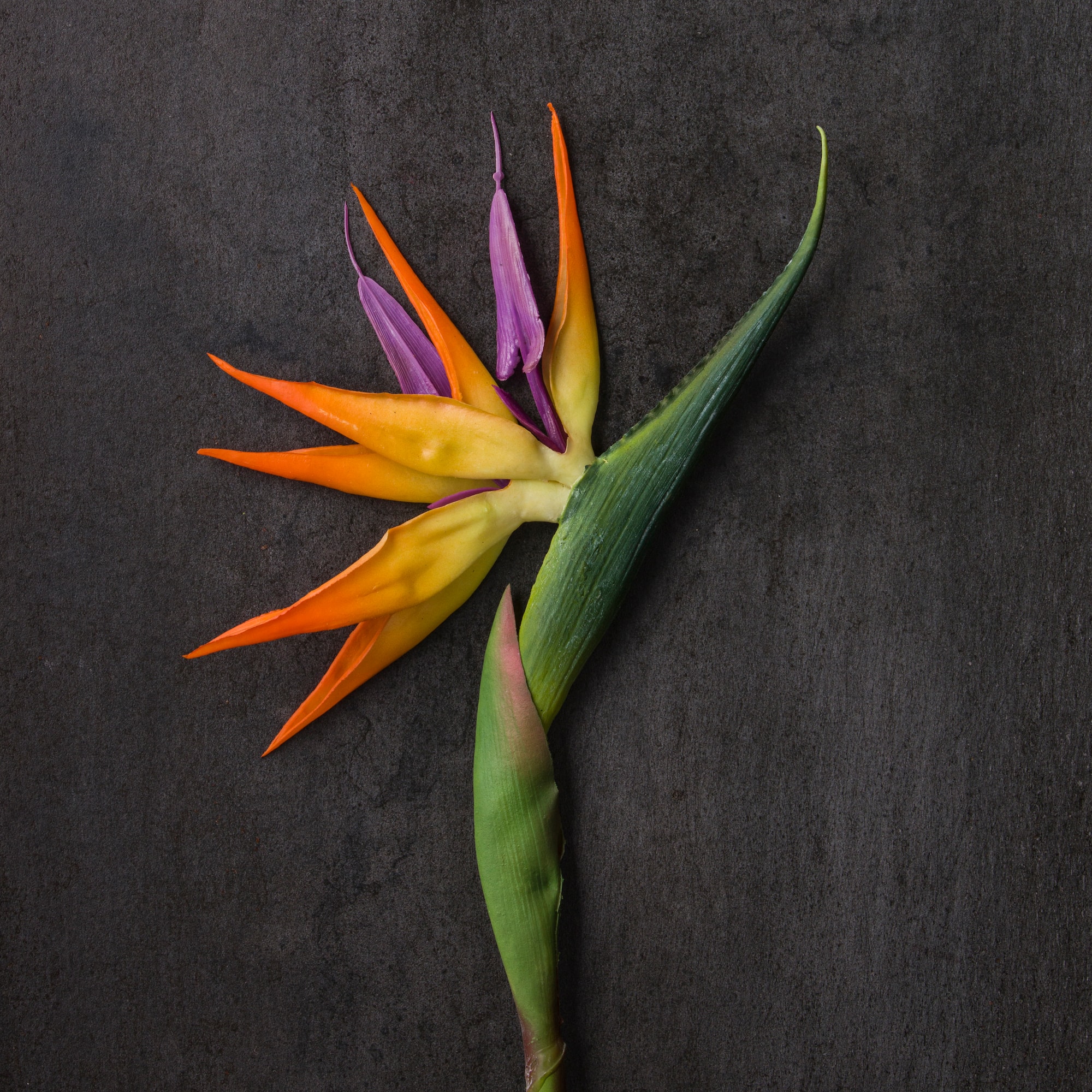 Tropical Bird of Paradise Stem by Ashland®